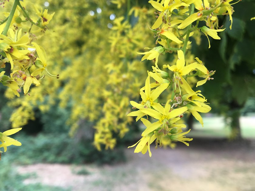 yellow blossom