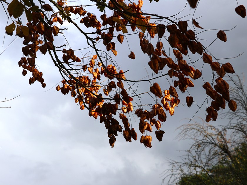 Pride of India tree - ripe seed pods - autumn
