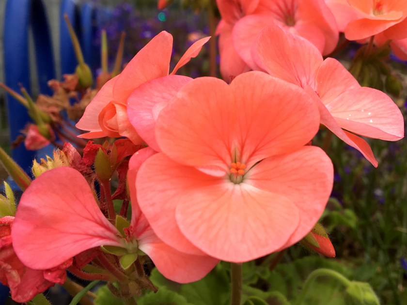 salmon pink geranium