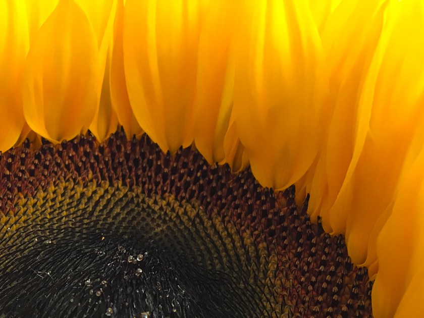 miniature sunflower close up