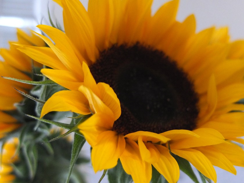 miniature sunflower close up