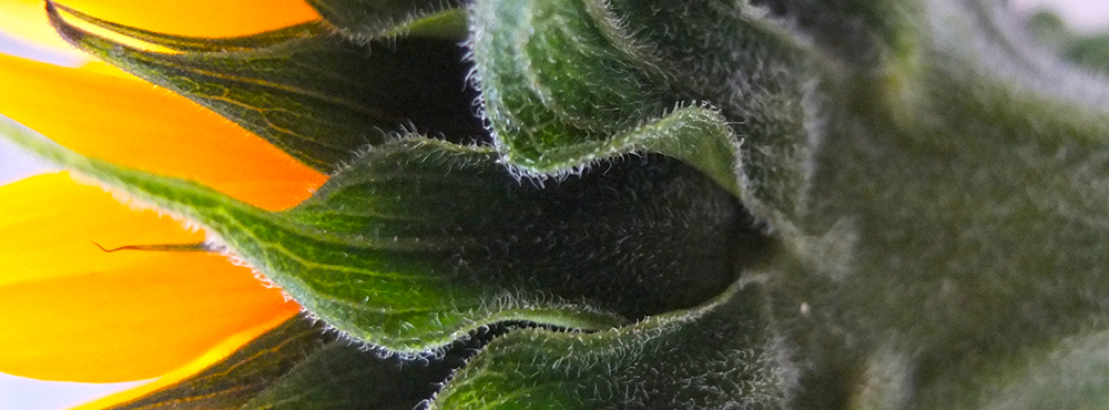 miniature sunflower sepals close up