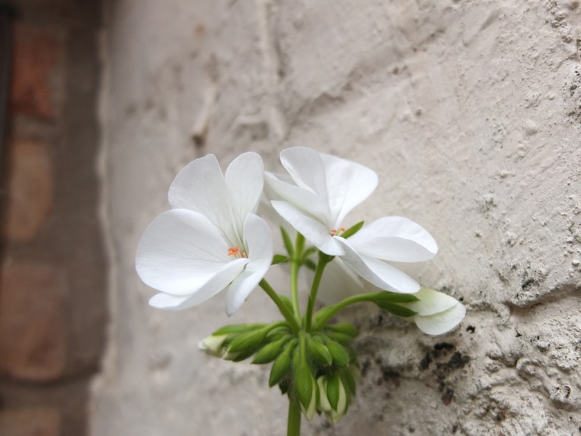 white geranium