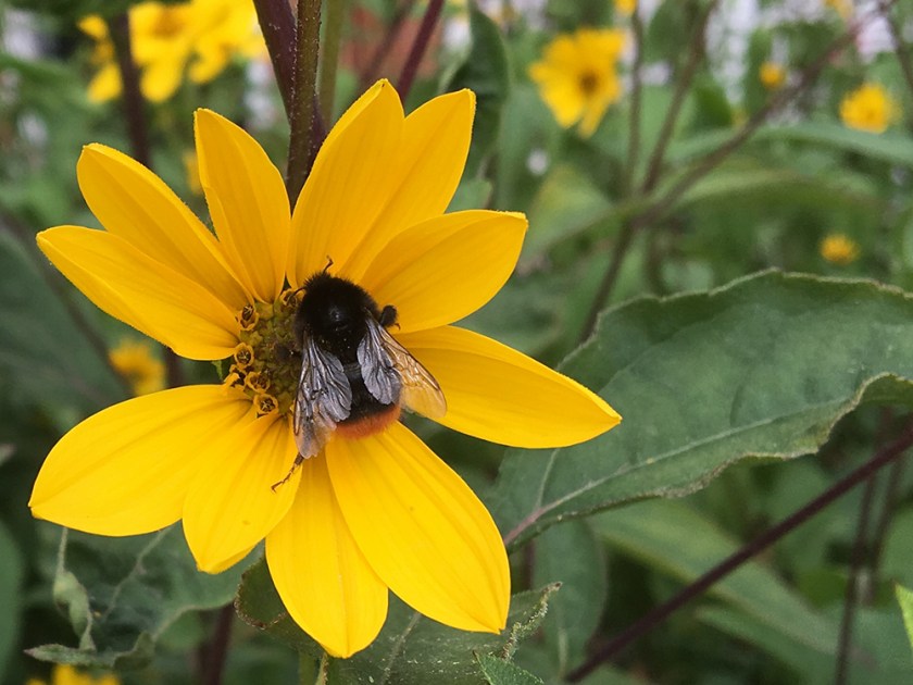 bee on yellow flower