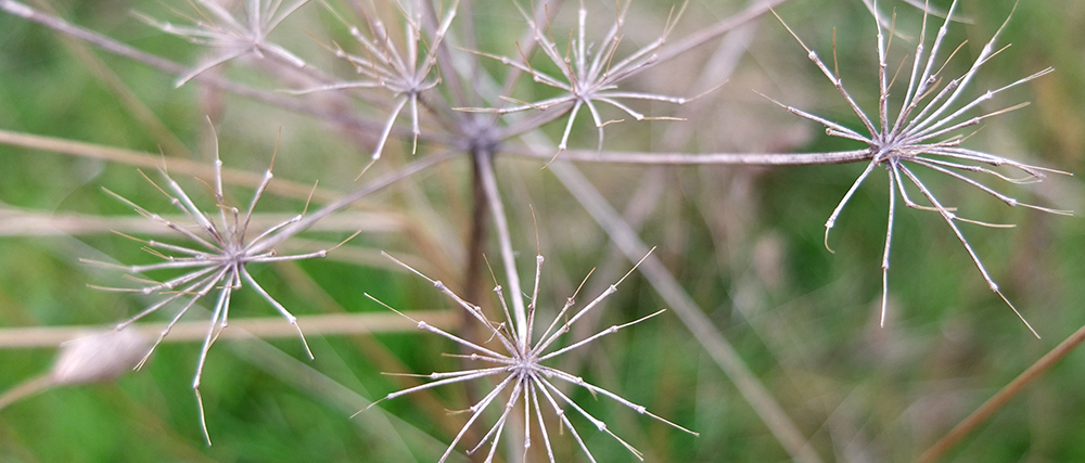 dry stalks of cow parsley after seeding