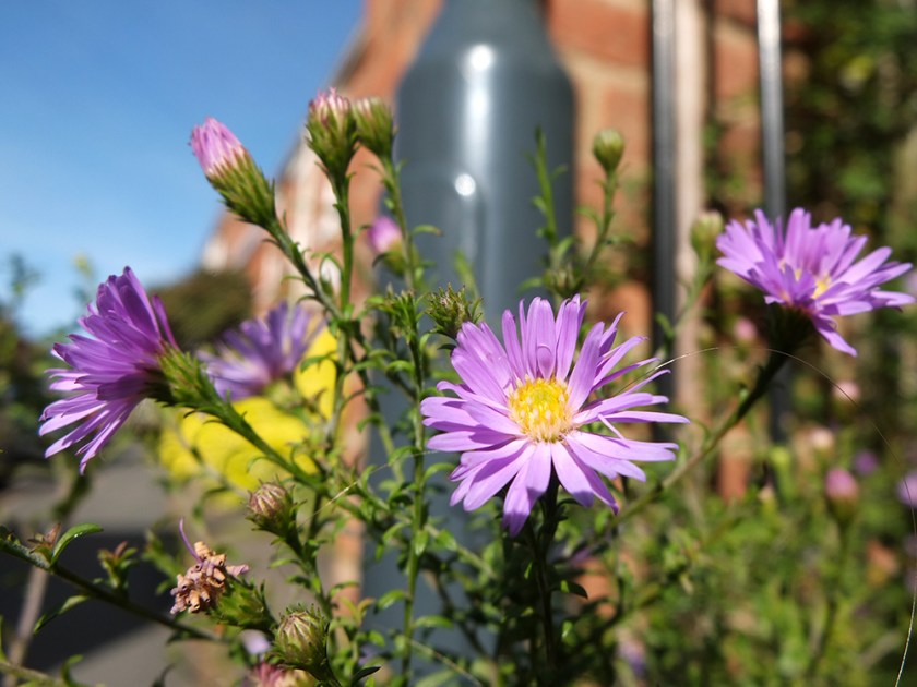 michaelmas daisies
