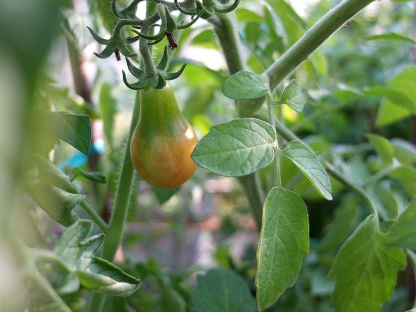 pear-shaped cherry tomato