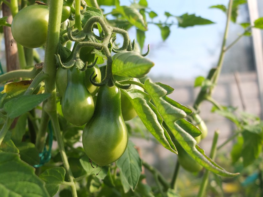 pear-shaped cherry tomatoes