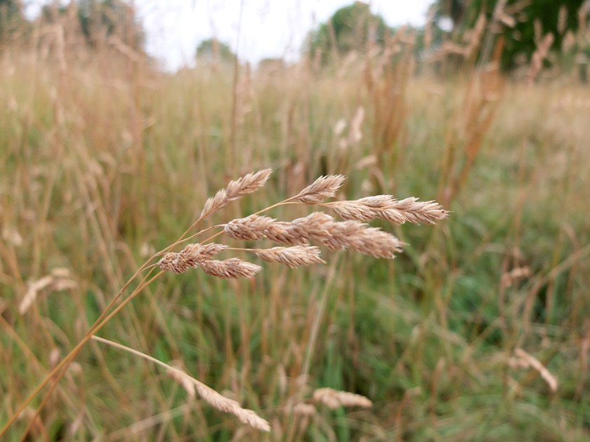 Long dry grasses
