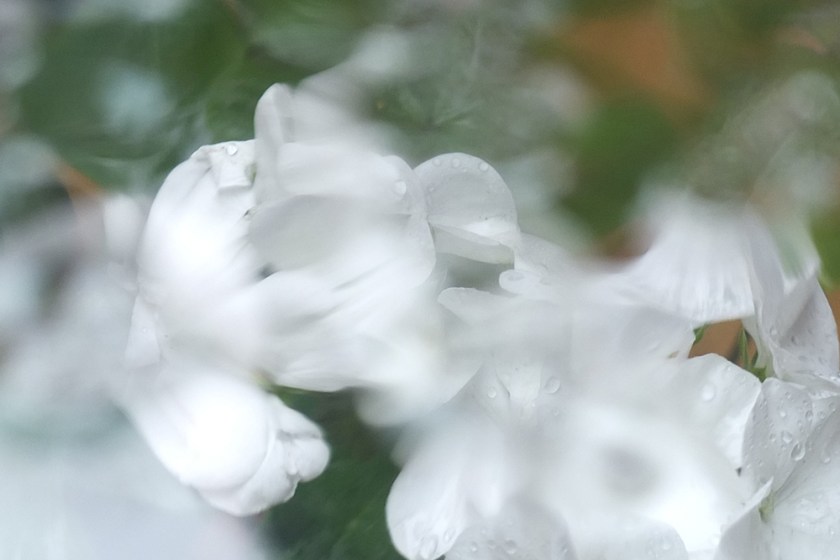 white geranium through rain splashed glass