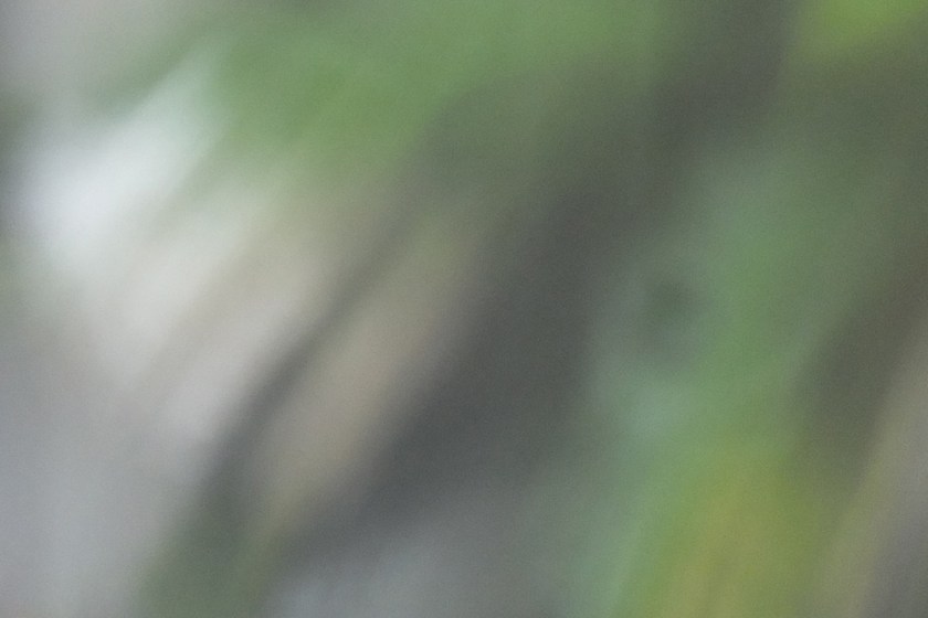 white geranium through rain splashed glass