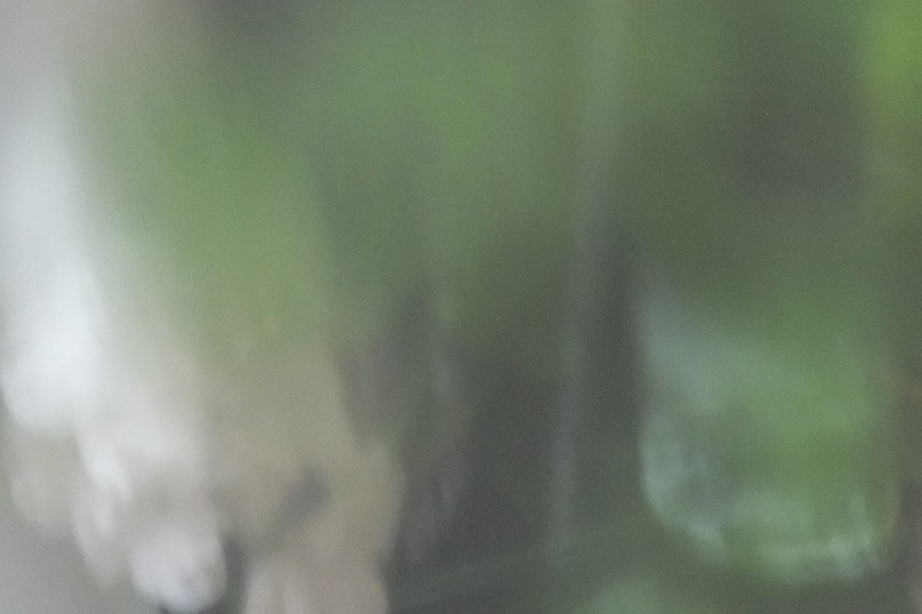 white geranium through rain splashed glass