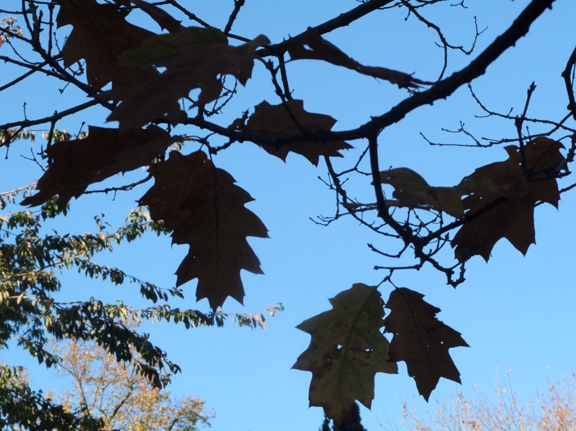 autumn leaves against blue sky