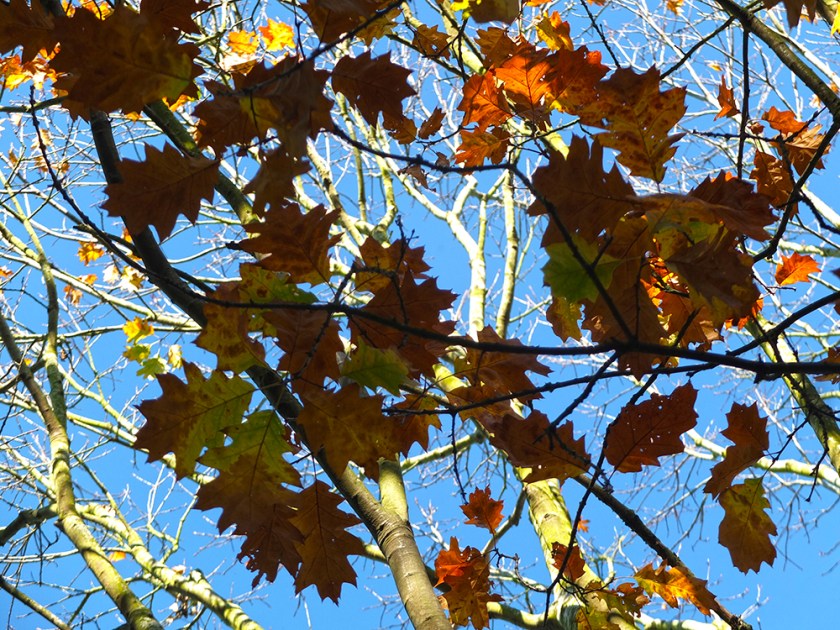 autumn oak leaves against blue sky