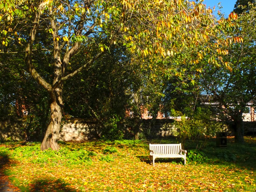 Wooden park bench. Autumn