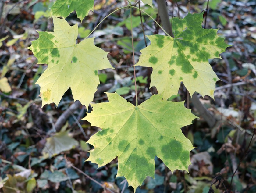 patchy green leaves in autumn