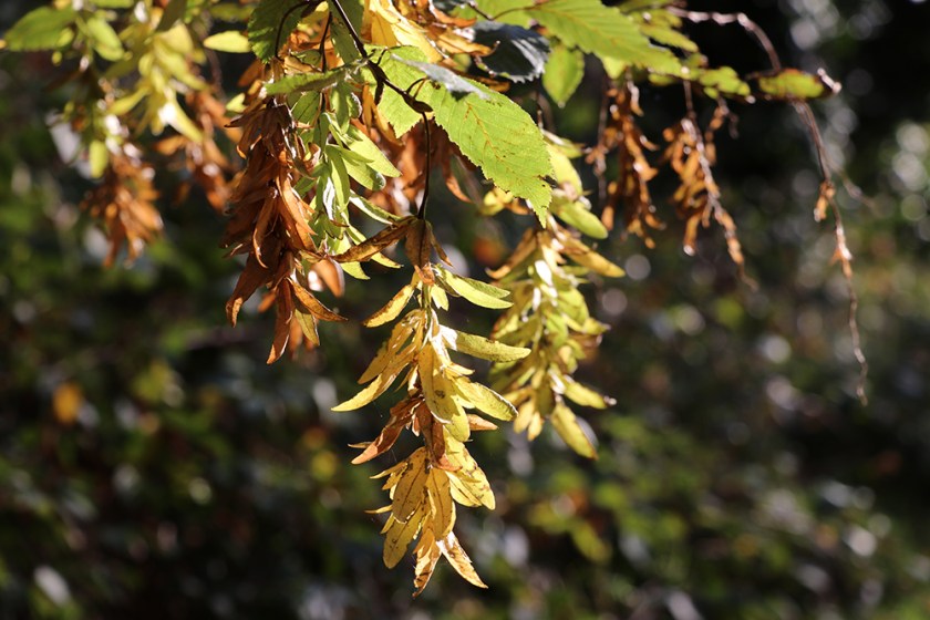 Hornbeam seeds turning colour