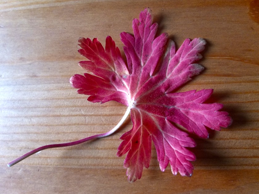 pink autumn leaf