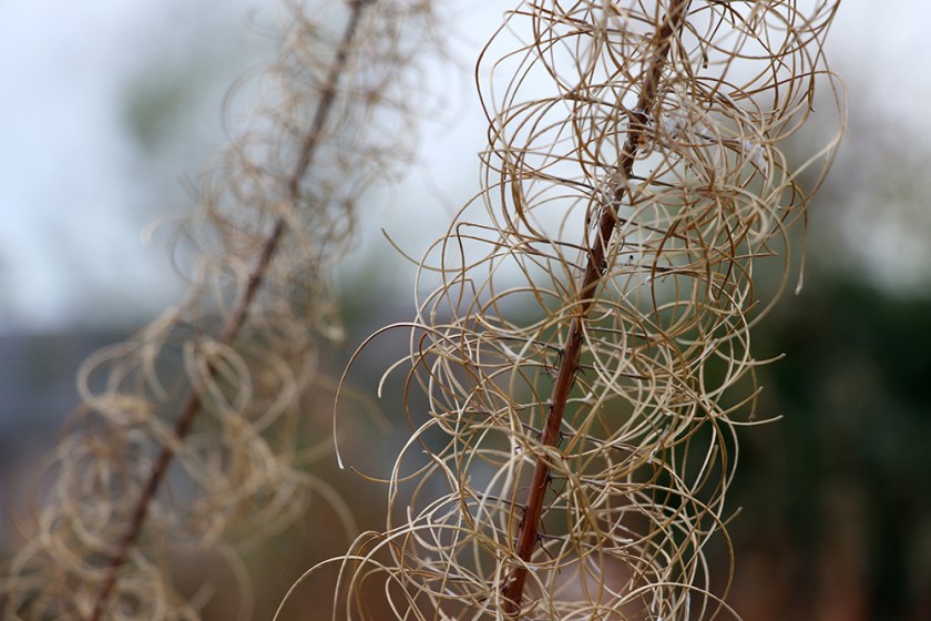 empty rosebay willowherb seed pods