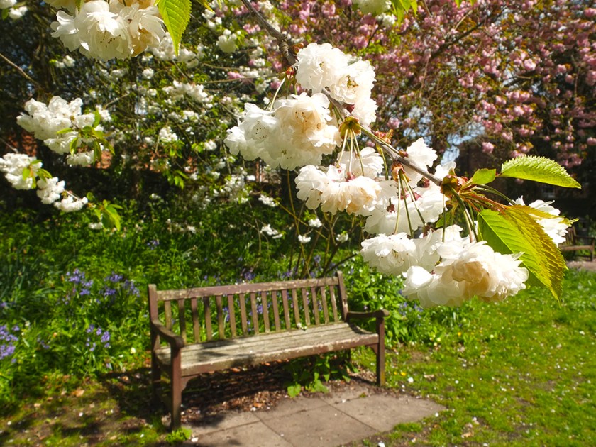 Wooden bench. White prunus blossom