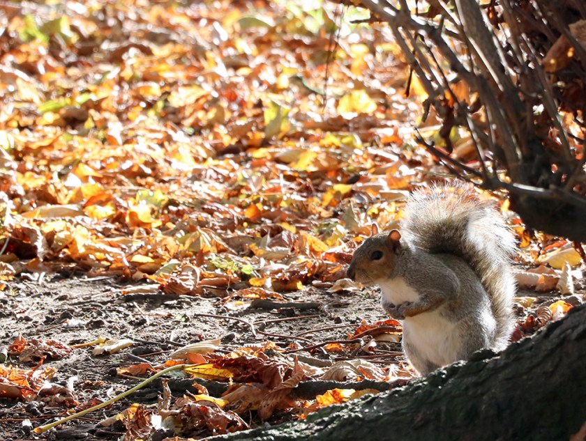 grey squirrel