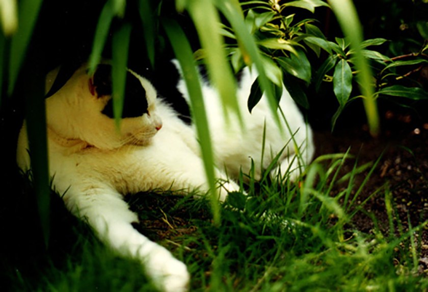 Algie. Black and white cat 