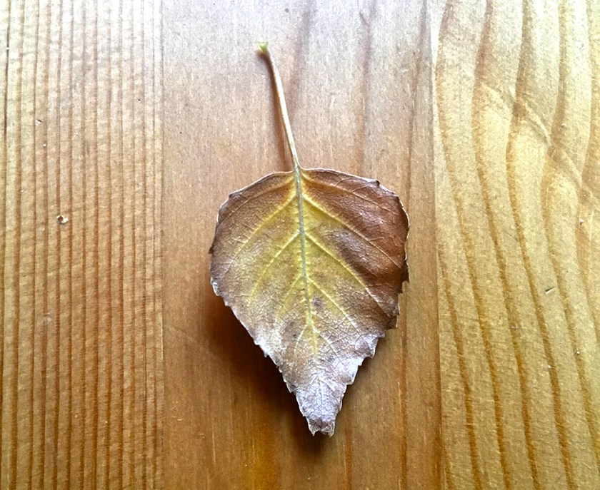 autumn leaf on wooden table
