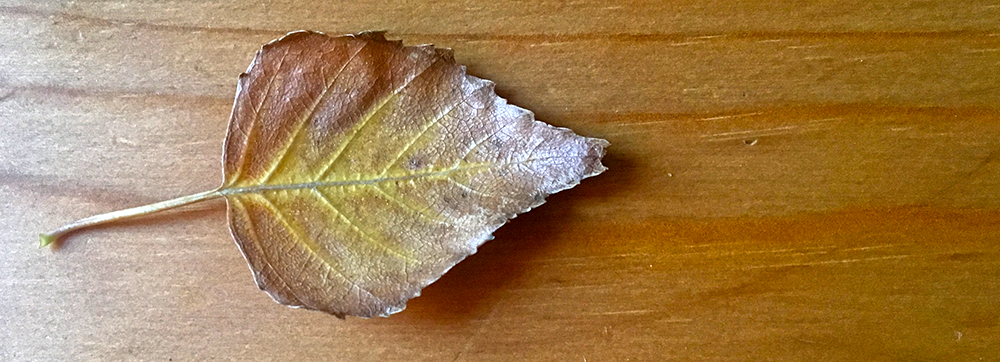 the long and the short of&nbsp;it