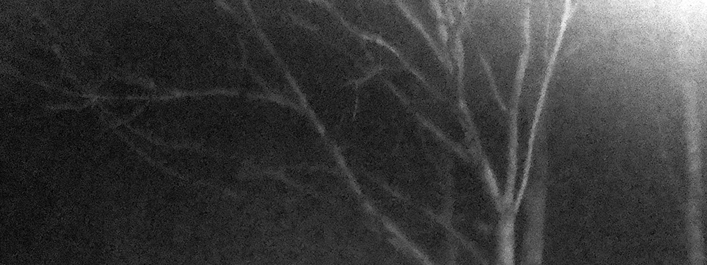 bare trees in winter dark