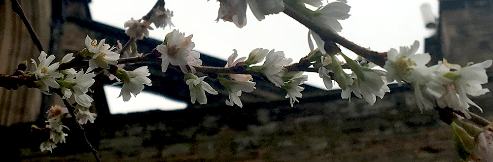 cat tale at the tail end of the&nbsp;year