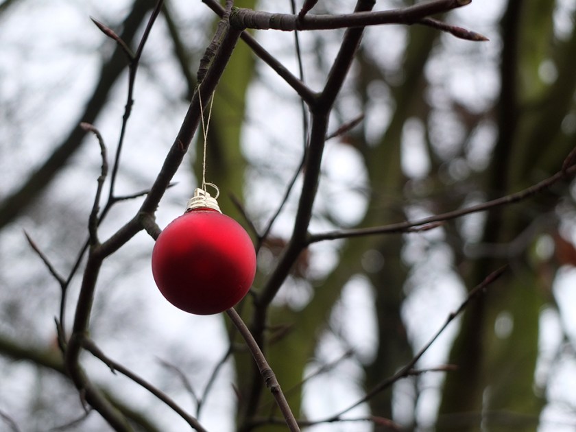 single red Christmas bauble in bare tree branches