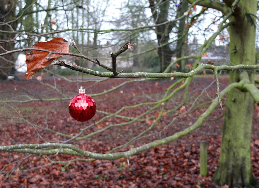 single red Christmas bauble in bare tree branches