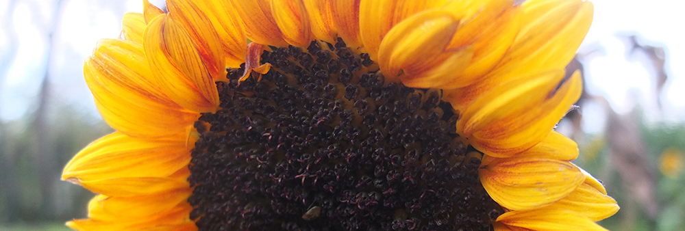 lighter, whiter, brighter