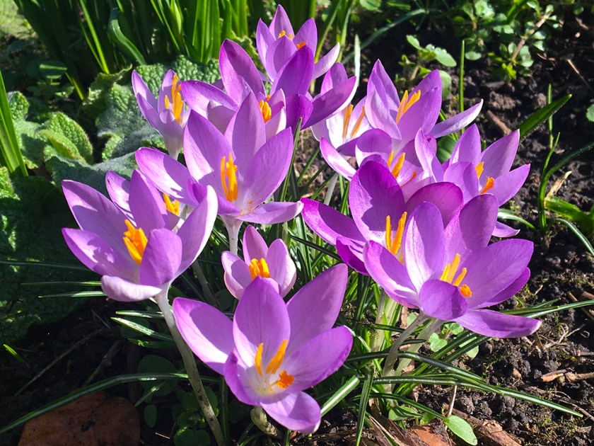 pale purple crocus flowers