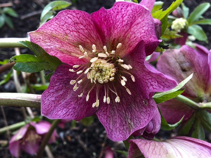 hellebore