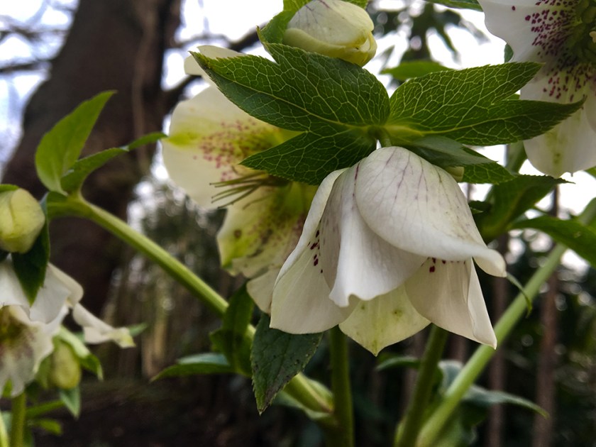 hellebore