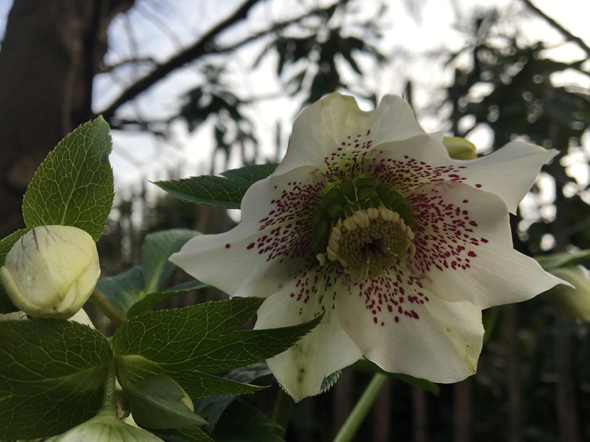 hellebore