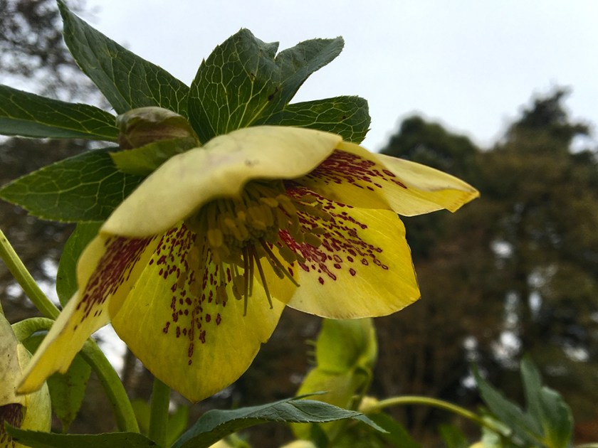 hellebore