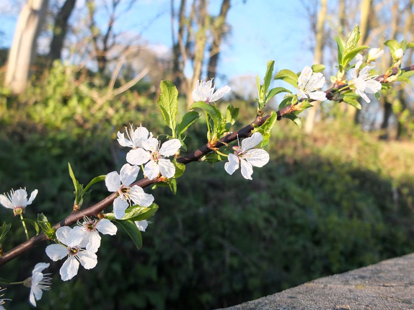 white tree blossom
