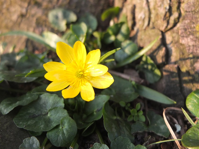 celandine