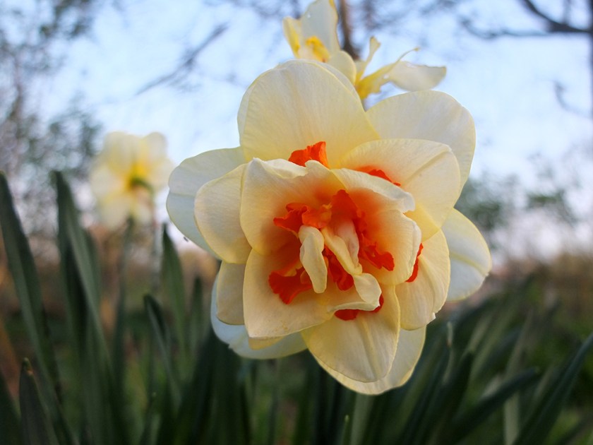 fasciated daffodil