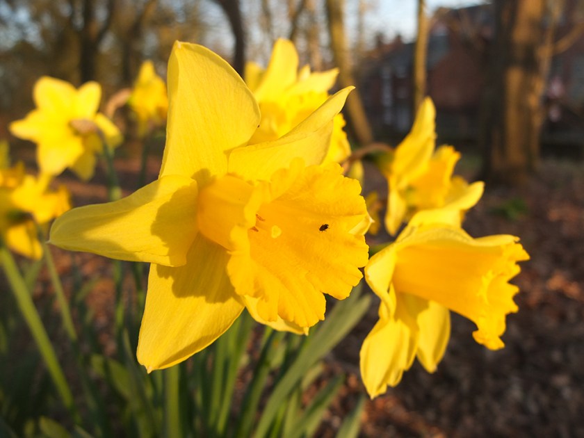 daffodils