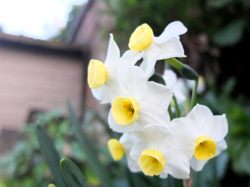 miniature, multi-flowered daffodil