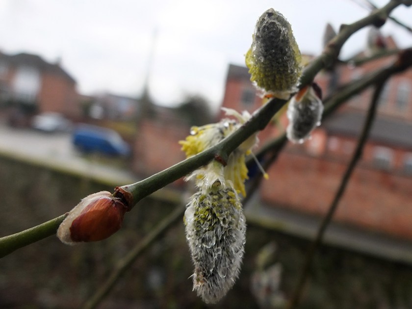 pussy willow