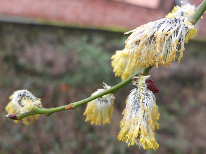 pussy willow