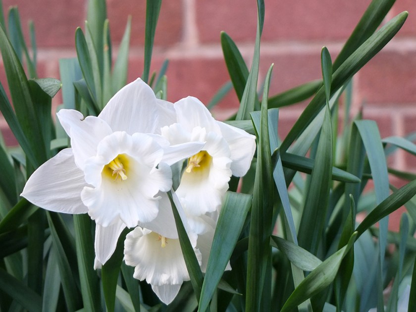 White daffodils