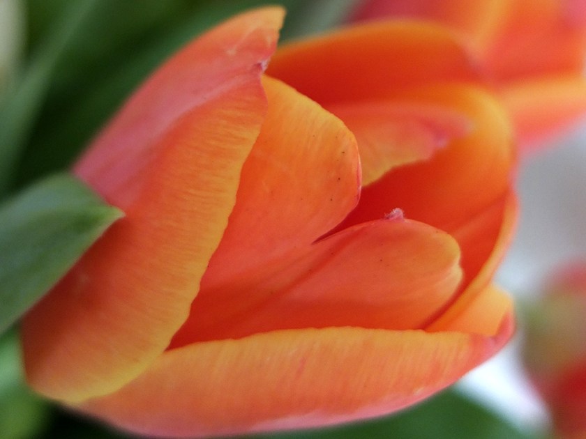 vermilion tulip