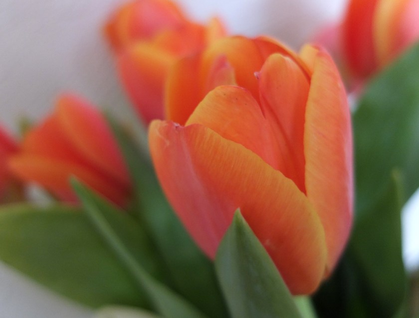vermilion tulips