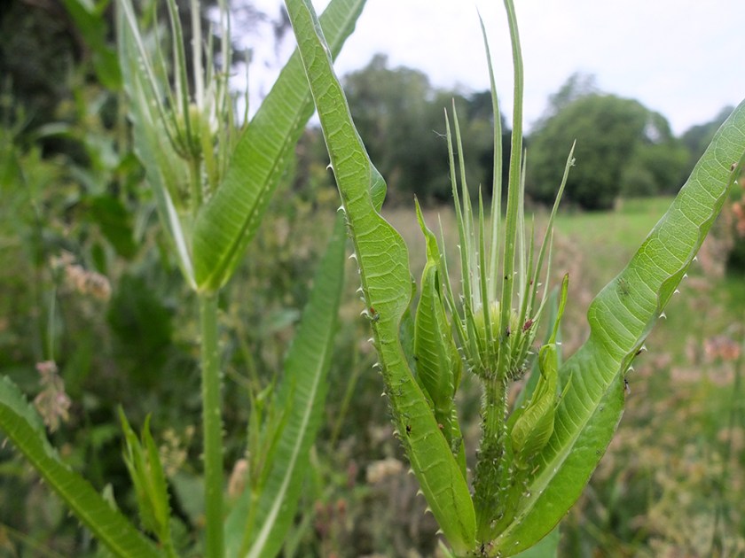 spiky flower buds