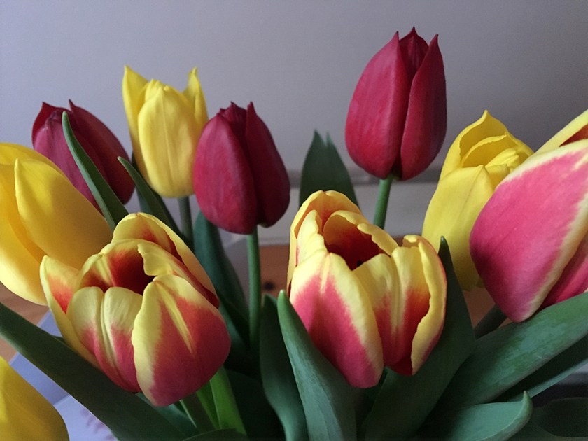 tulips in a vase